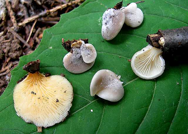 2005 :  Un anno di funghi